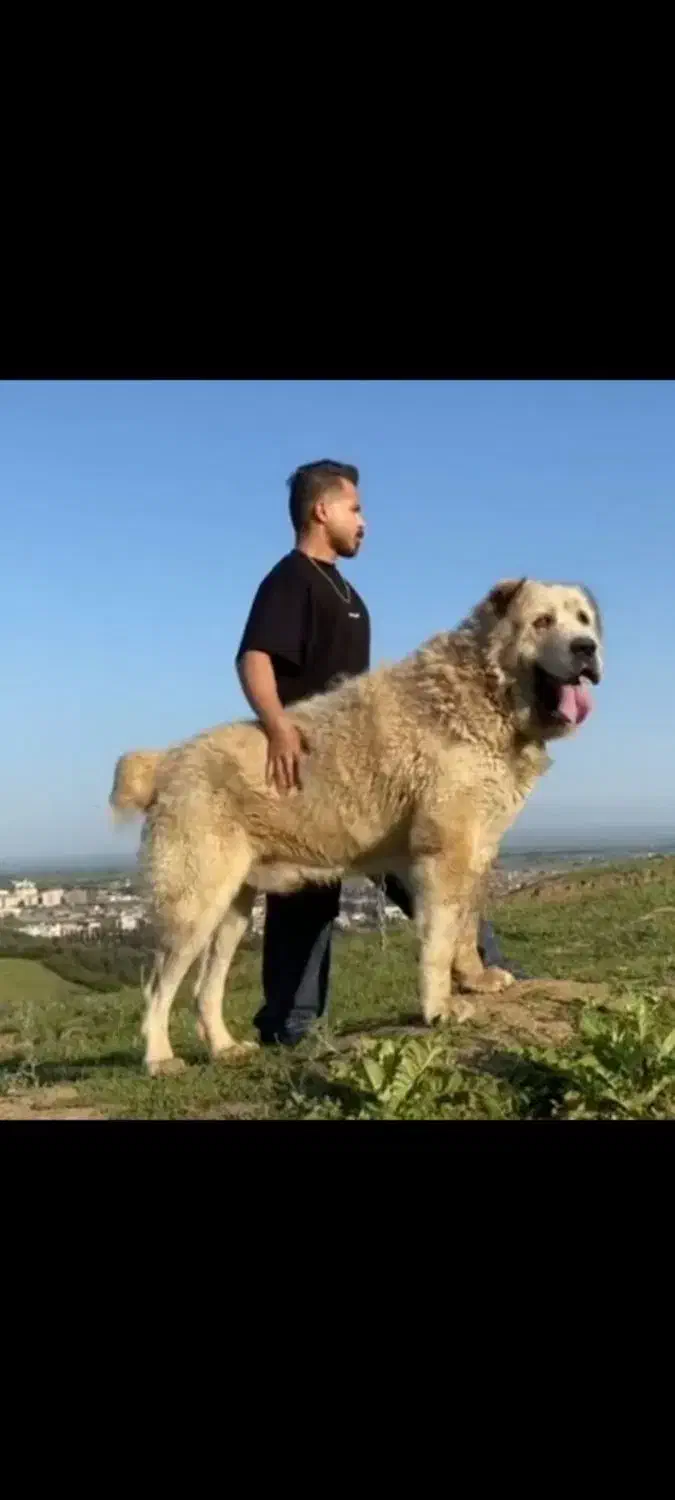 آلابای روسی شیش دانگ|سگ|تهران, آشتیانی|دیوار