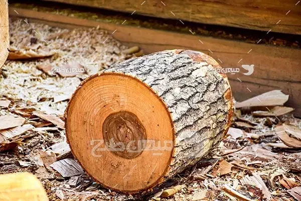 درخت و چوب شما را با بالاترین قیمت نقدی خریداریم|خدمات باغبانی و درختکاری|مشهد, کلاهدوز|دیوار