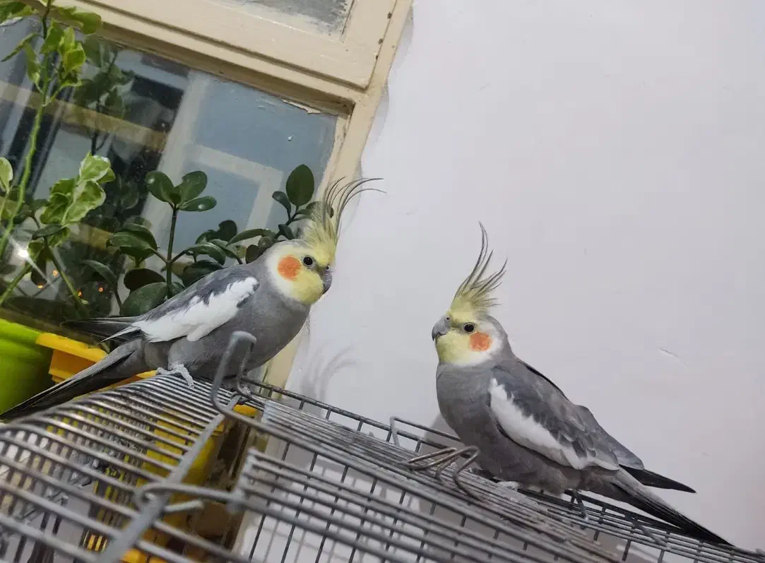 عروس هلندی فروش و معاوضه|پرنده|ایوان, |دیوار