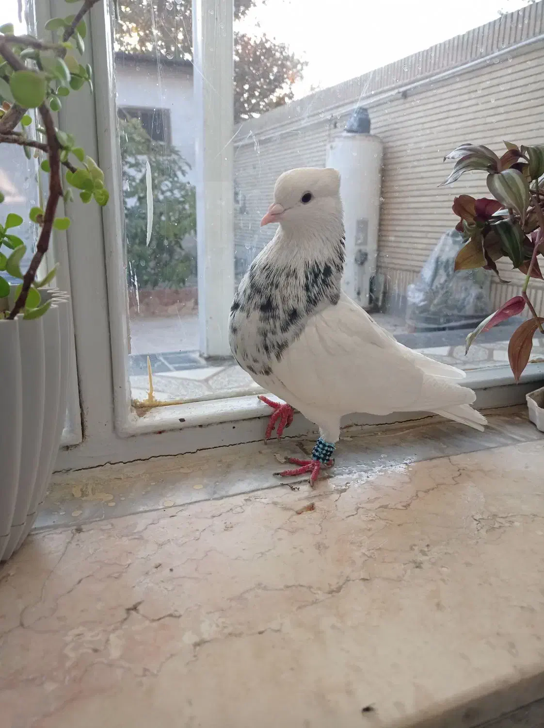 طوقی همه رنگ|پرنده|پیر بکران, |دیوار