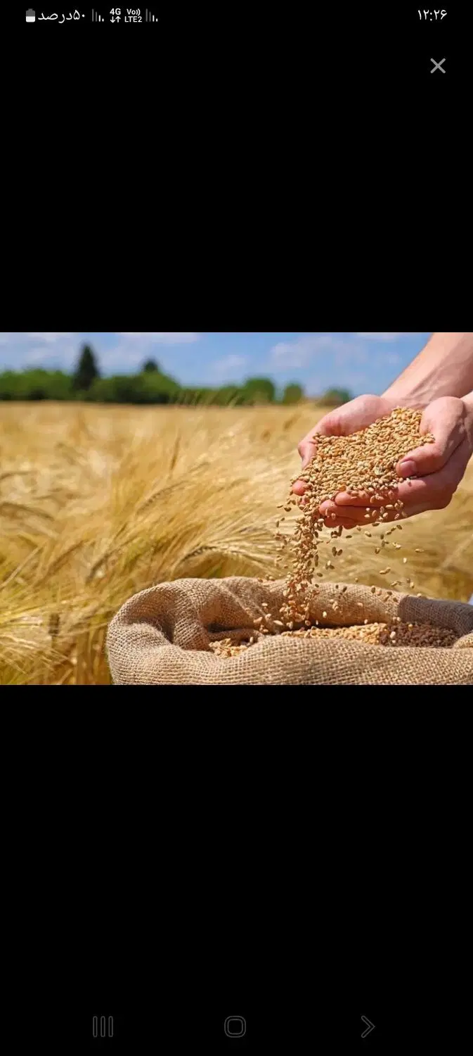 گندم|خوردنی و آشامیدنی|سارال, |دیوار
