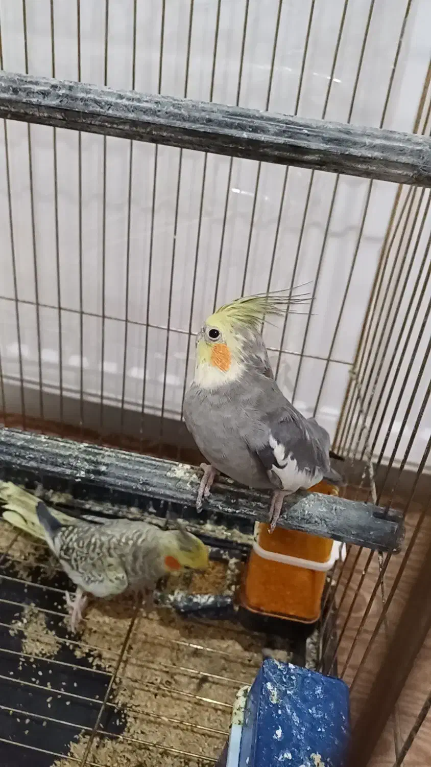 عروس هلندی|پرنده|خوی, |دیوار