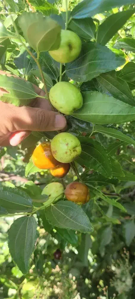 نهال عناب ارمنی،گلابی پیوندی ۲ ساله|حراج|بیرجند, |دیوار