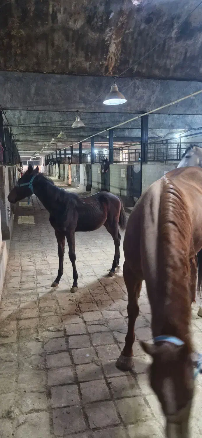 حراج اسب کورسی و کره یکسرپرشی|اسب و تجهیزات اسب‌سواری|سلفچگان, |دیوار