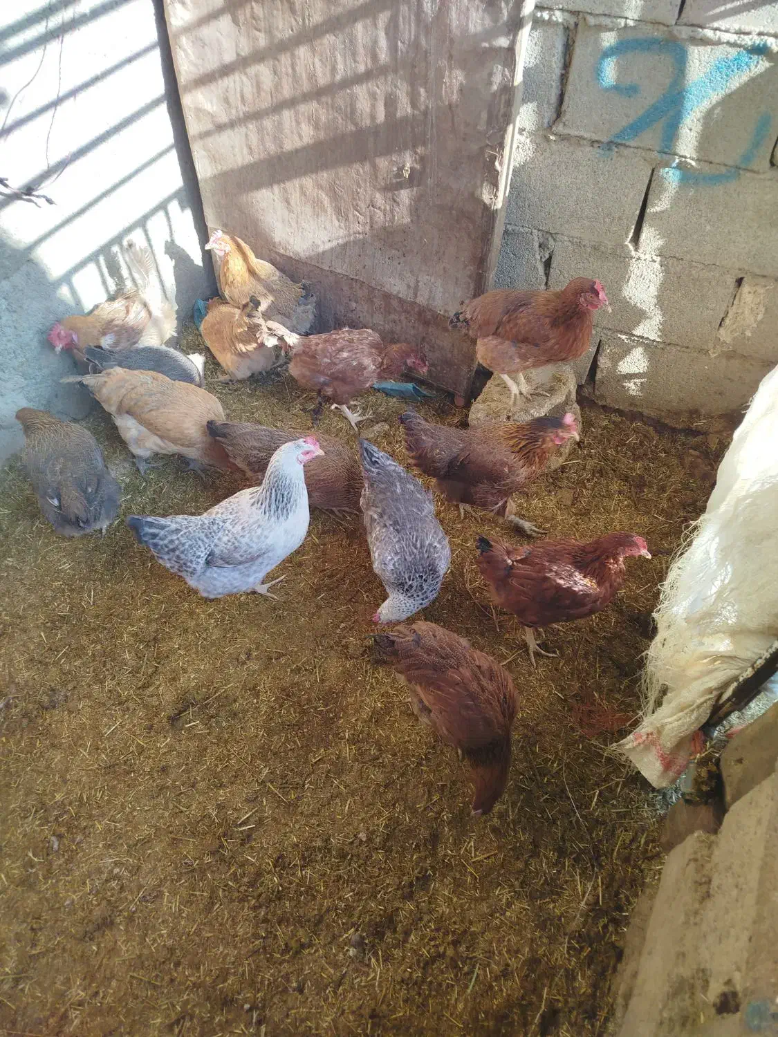 فروش مرغ|حیوانات مزرعه|اسدآباد, |دیوار