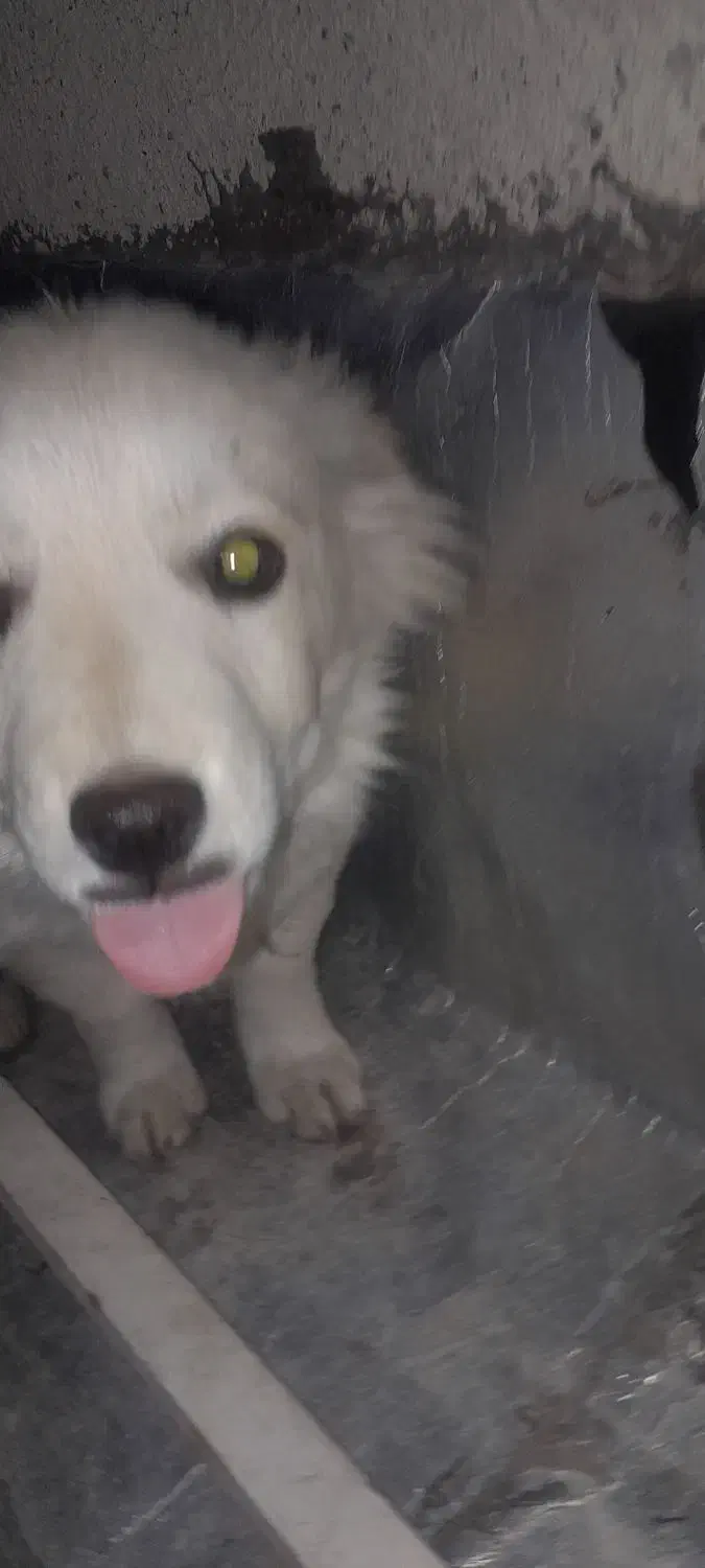 واگذاری۳۰۰۰۰۰۰تومان|سگ|تبریز, |دیوار