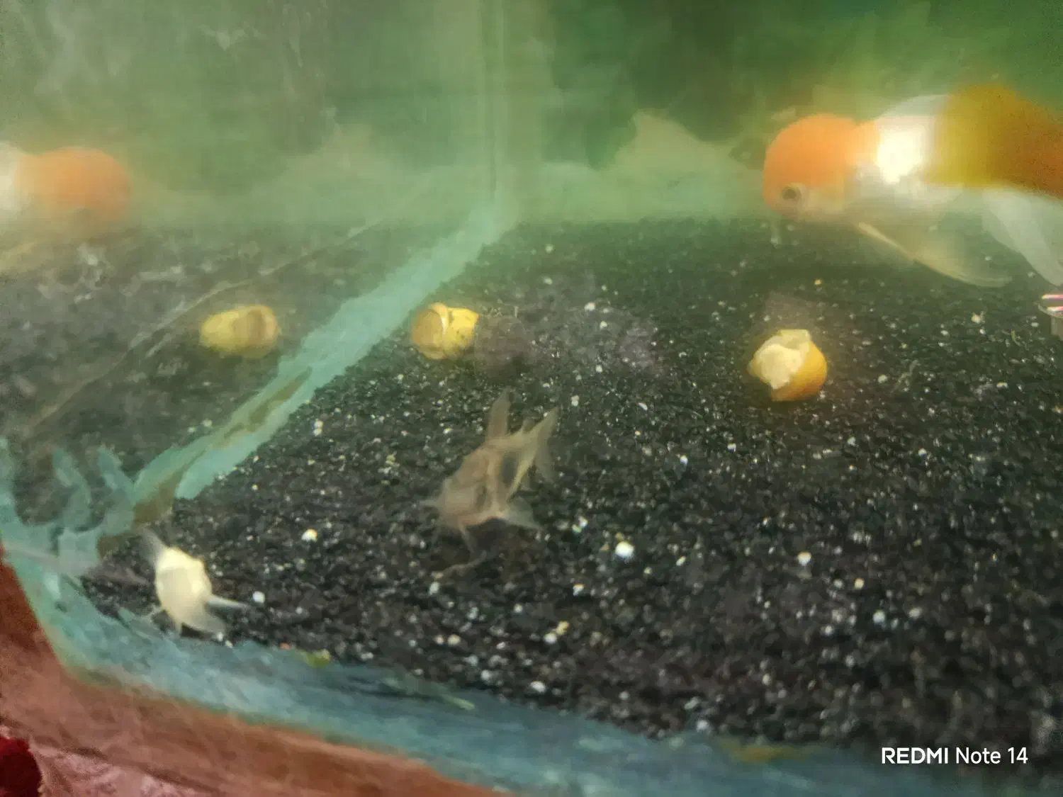 فروش فوری ماهی های گیاه خوار|ماهی|مهریز, |دیوار