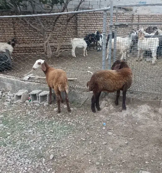 ۲رآس توقلی ماده مخصوص داشتی|حیوانات مزرعه|آق قلا, |دیوار