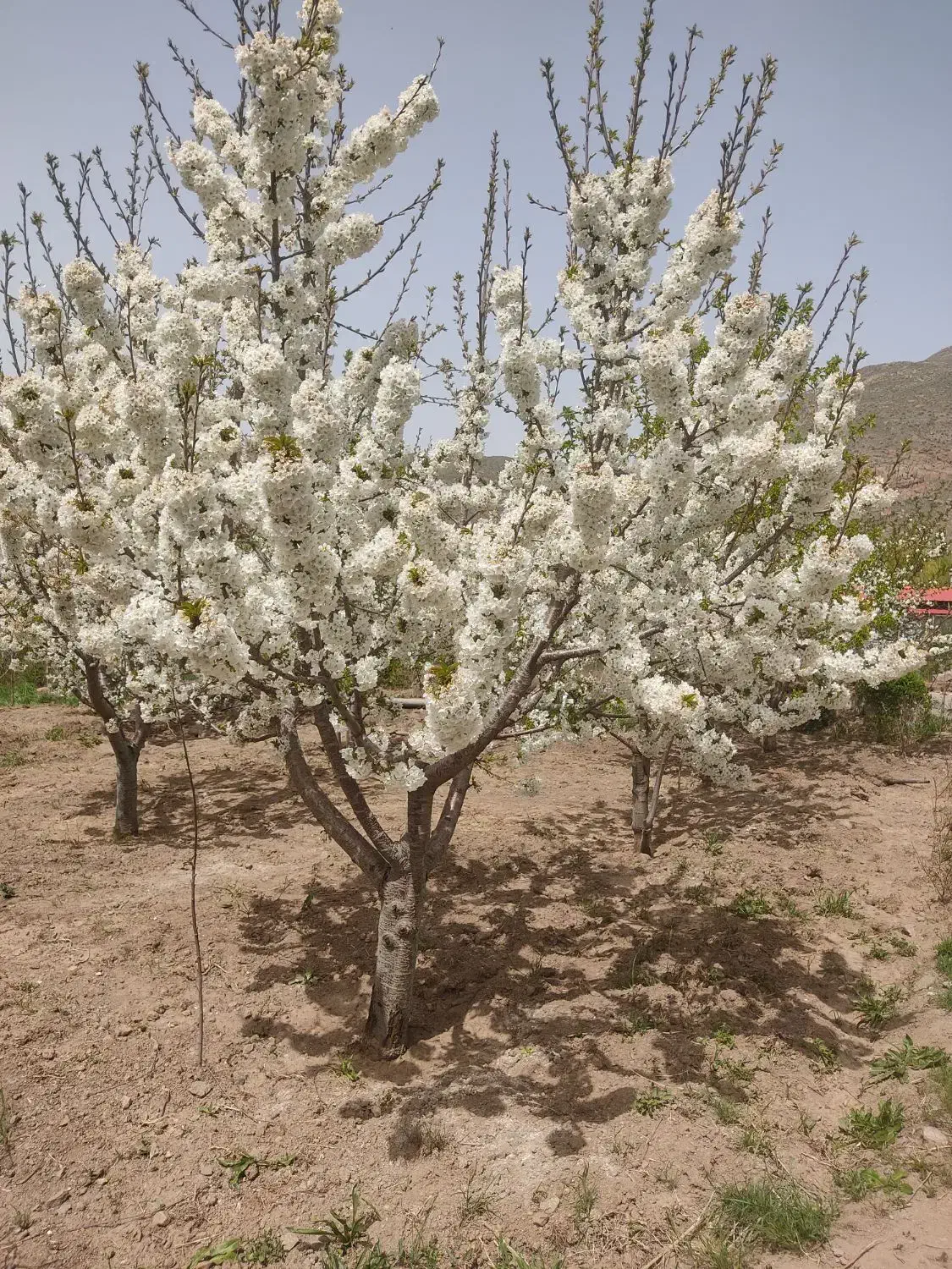 باغ ده ساله|فروش زمین و ملک کلنگی|هیر, |دیوار
