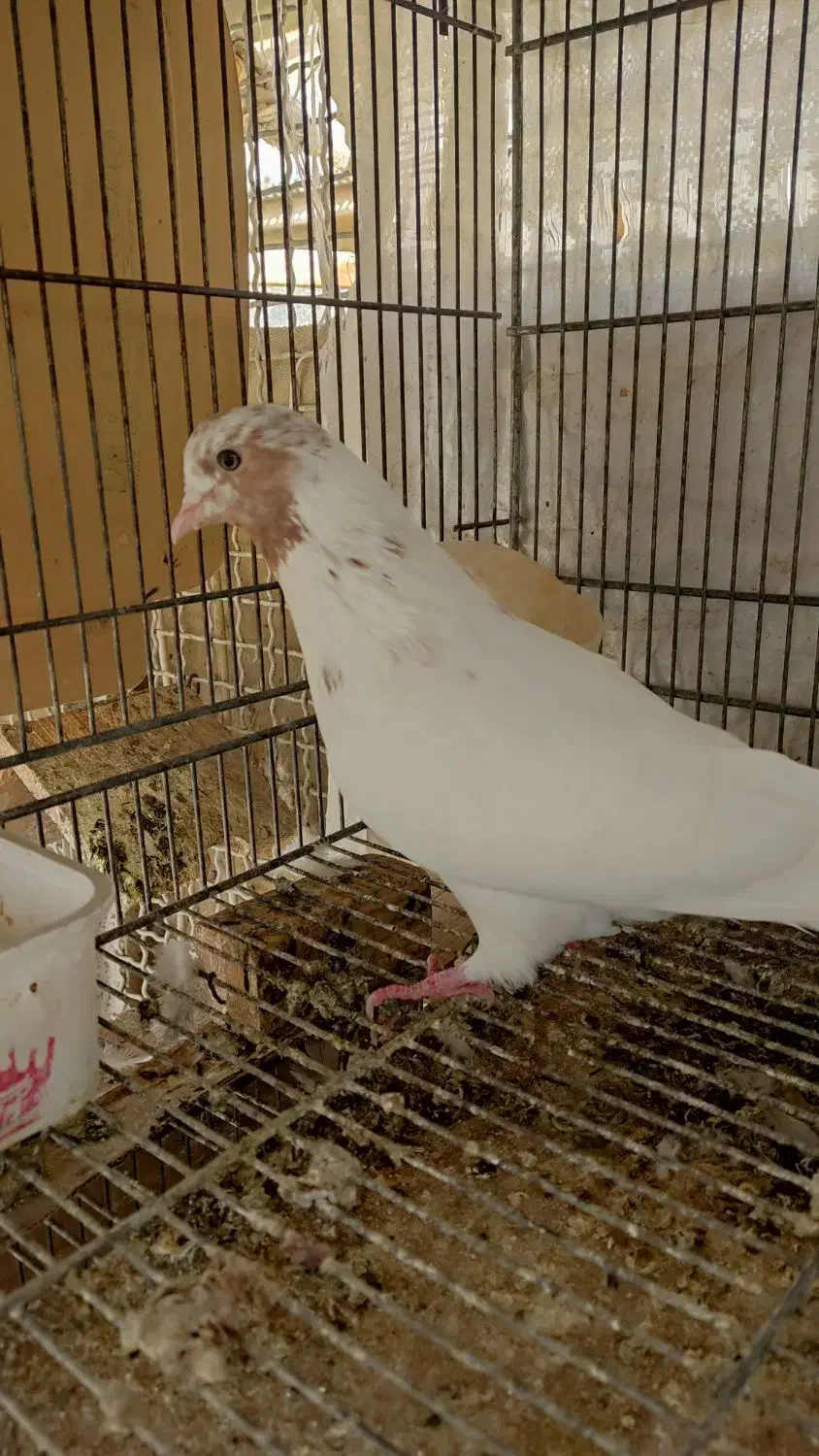 کبوتر کفتر جفت ماهرو کاشان و دوتاماده سوسکی و سفید|پرنده|اصفهان, شیخ اشراق|دیوار