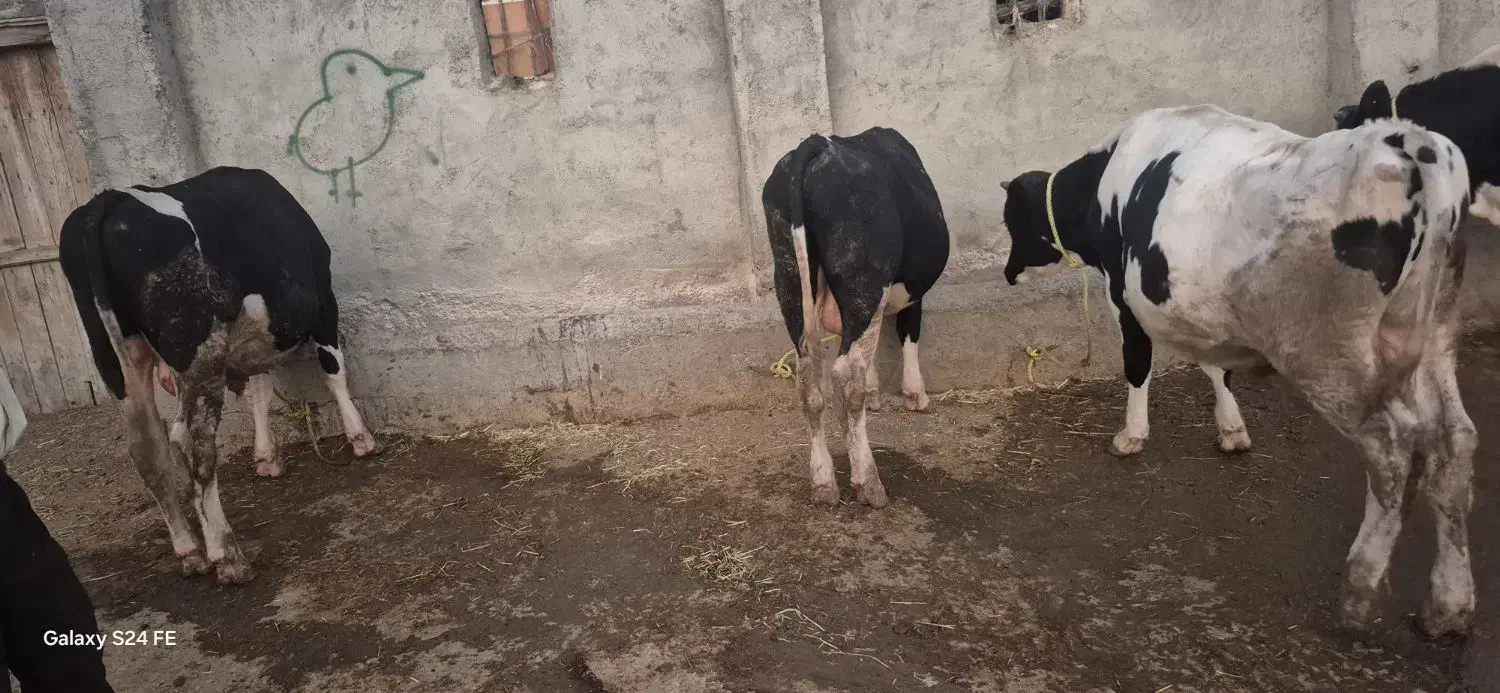 گوساله نر|حیوانات مزرعه|قشلاق دشت, |دیوار