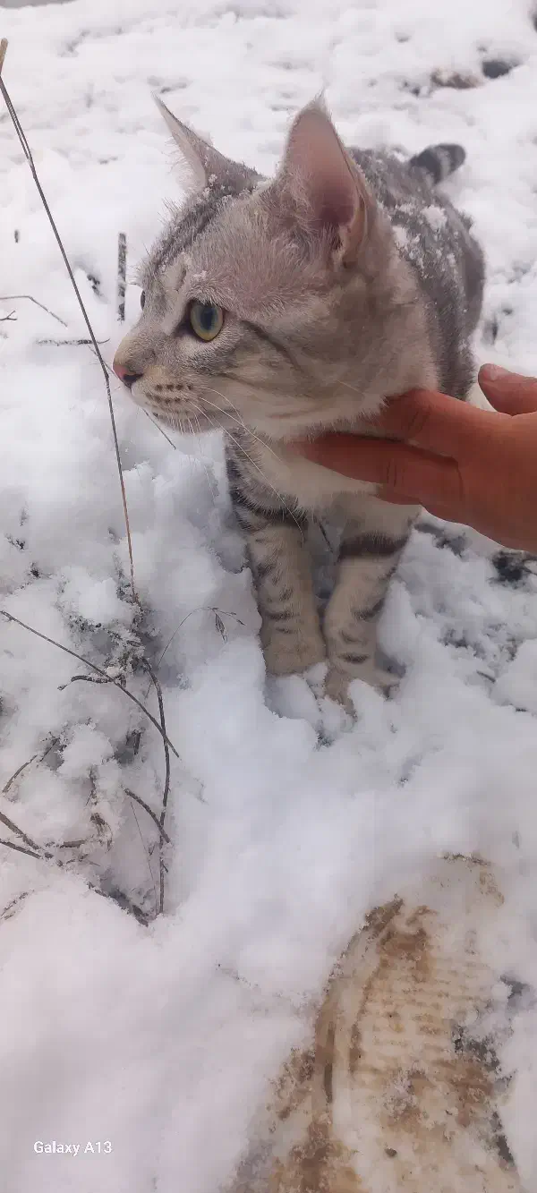 گربه|گربه|گنبد کاووس, |دیوار