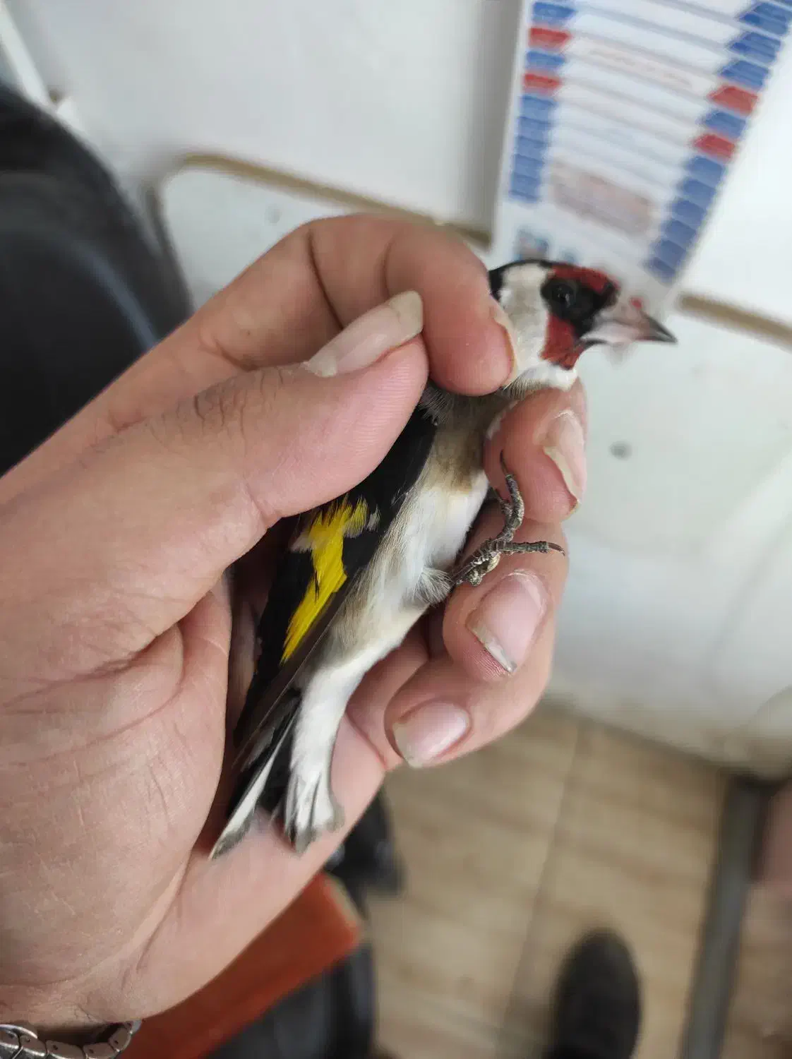 سهره ماده|پرنده|اردبیل, |دیوار