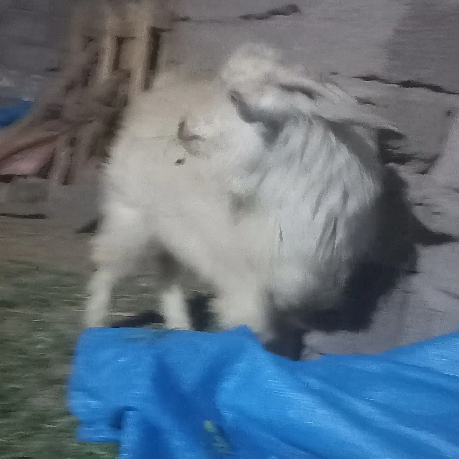 نری چاق|حیوانات مزرعه|فهرج, |دیوار