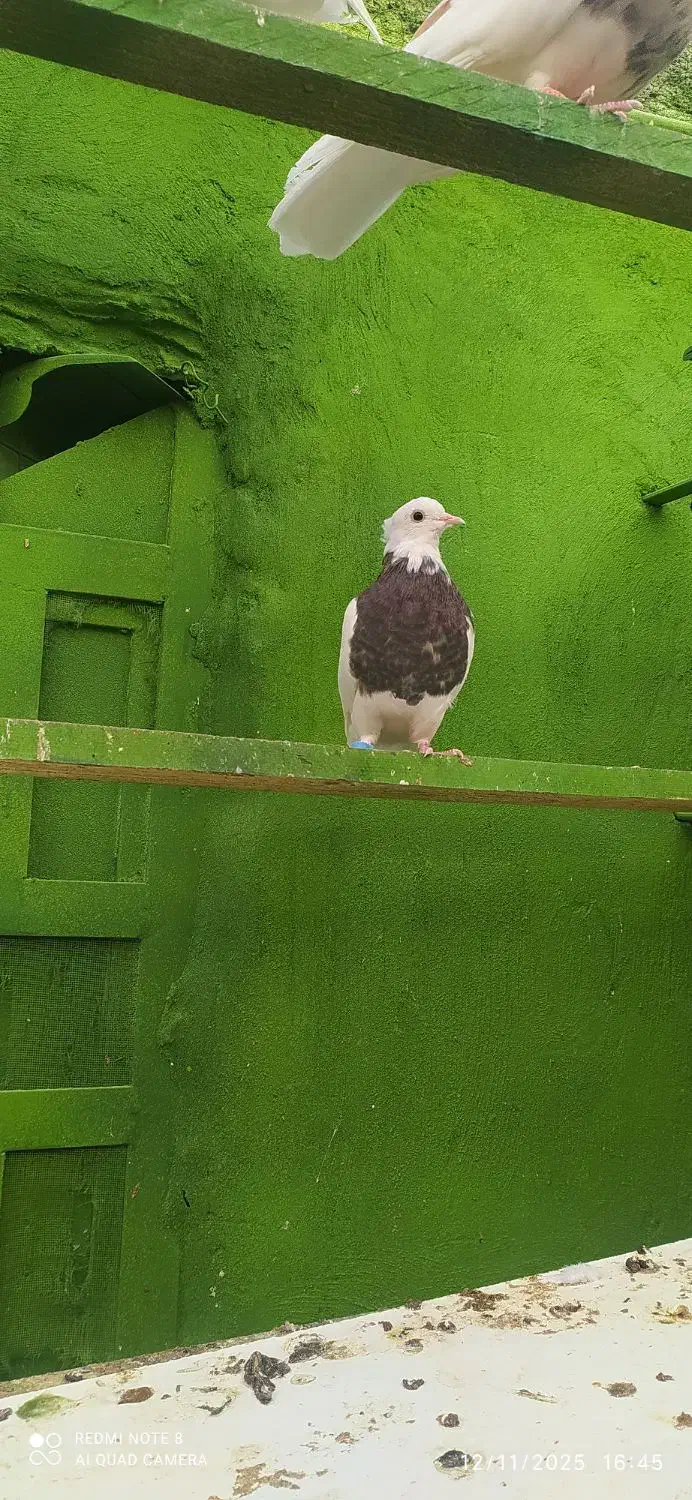 کبوتر طوقی|پرنده|آبپخش, |دیوار