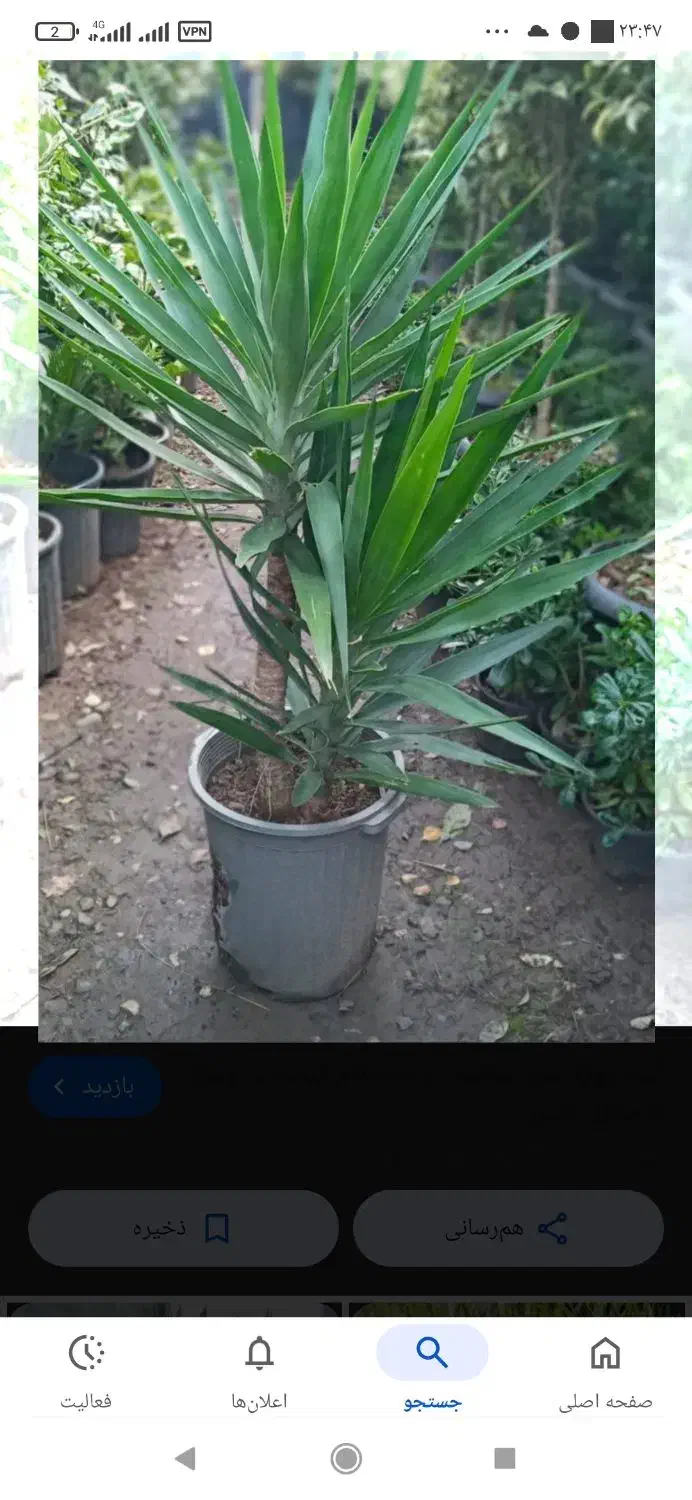 گل یوکا سه سال گلدون زدس|گل و گیاه طبیعی|بابل, |دیوار