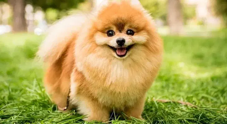 سگ و گربه|لوازم جانبی حیوانات|مشهد, هنرستان|دیوار