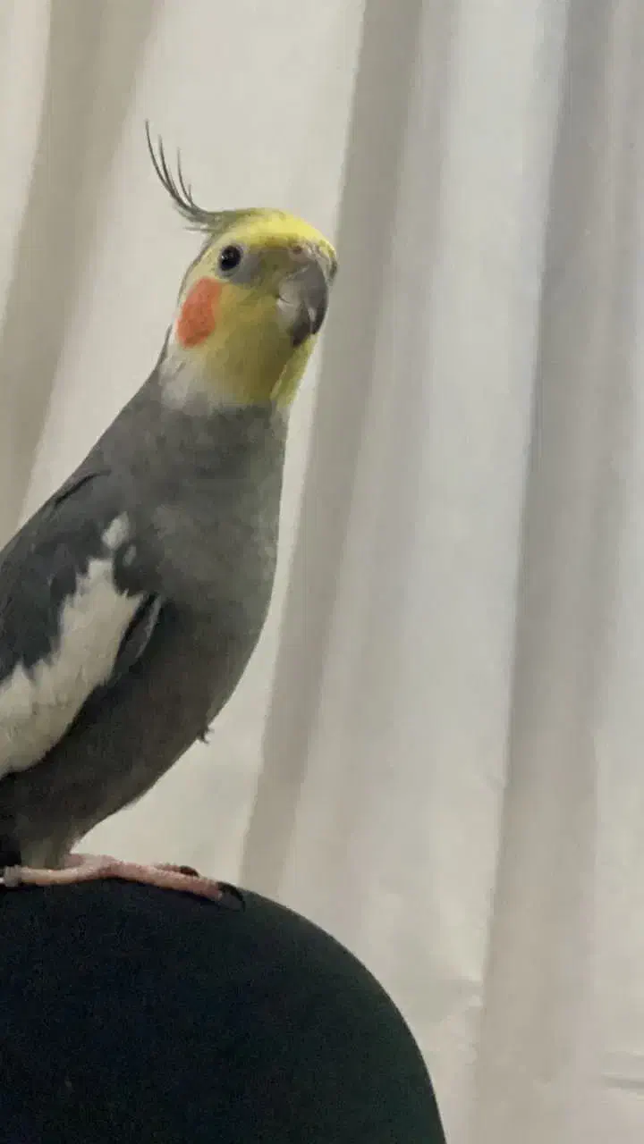 عروس هلندی نر|پرنده|پارس‌آباد, |دیوار