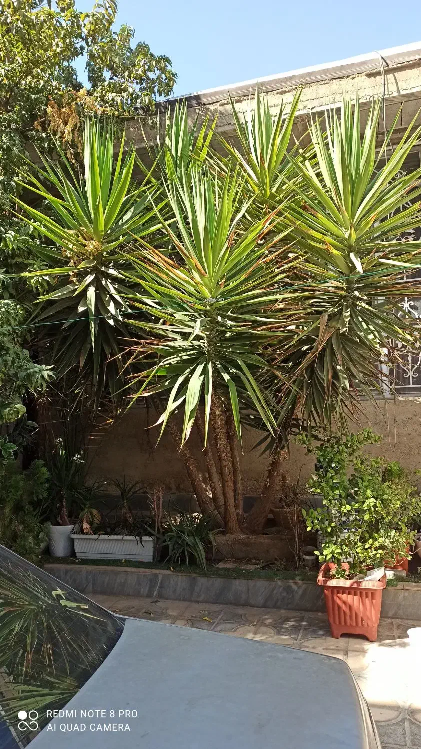 یوکا تنه دار ۵ شاخه بلندی ۳متر|گل و گیاه طبیعی|شیراز, شاپورجان|دیوار