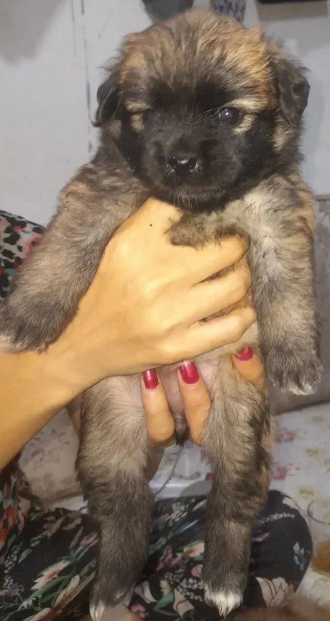 اشپیتز پامر|سگ|قدس, شهرقدس|دیوار