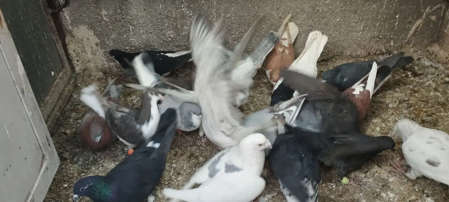 کبوتر|پرنده|الوند, |دیوار