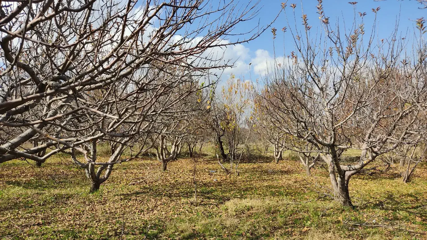 باغ سیب فروشی|فروش خانه و ویلا|نهاوند, |دیوار