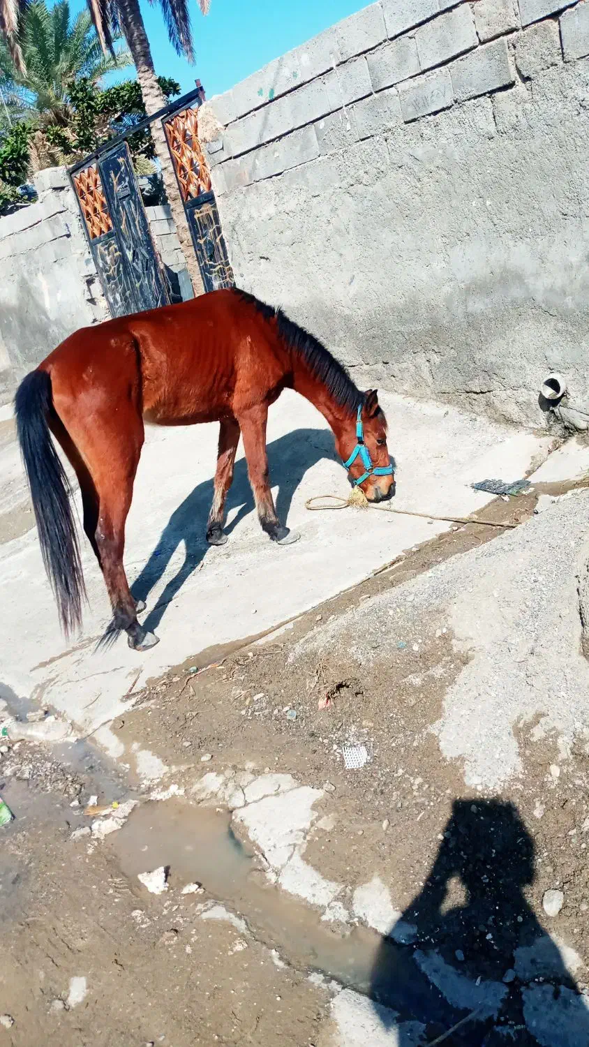 اسب|اسب و تجهیزات اسب‌سواری|میناب, |دیوار