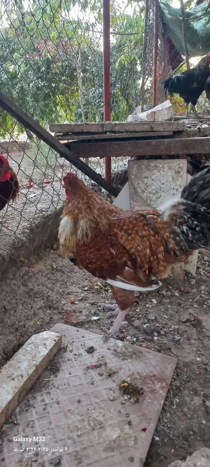 پاپری برهما خروس محلی|حیوانات مزرعه|پاکدشت, پاکدشت (مامازند)|دیوار