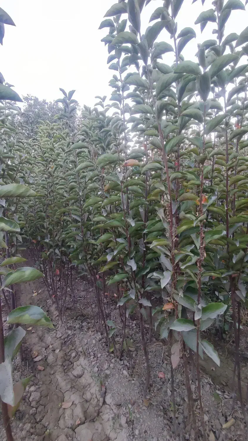 نهال دو ساله خرمالو|خدمات باغبانی و درختکاری|چهارباغ, |دیوار