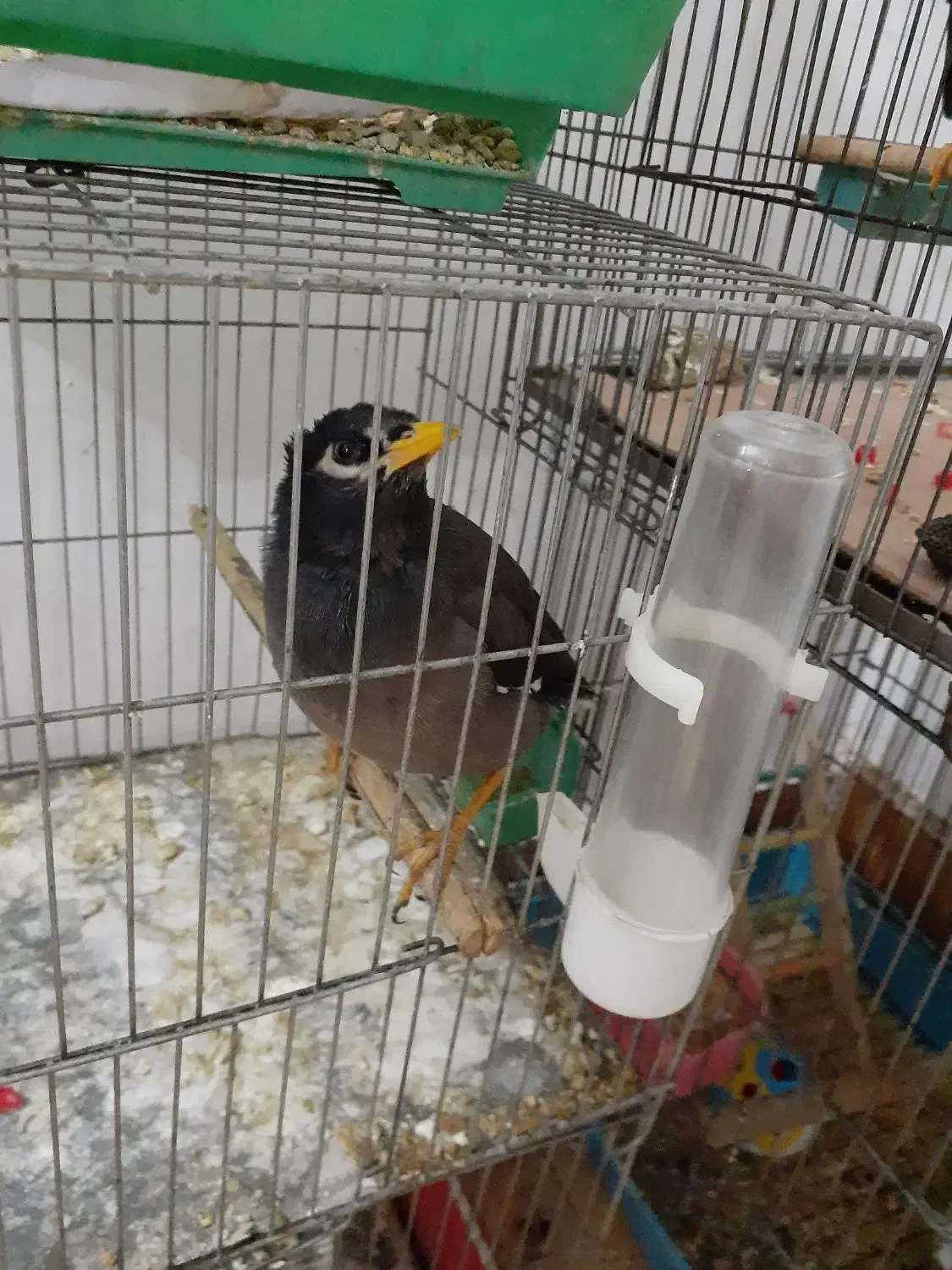 سهره وجوجه مینا|پرنده|قم, پردیسان|دیوار