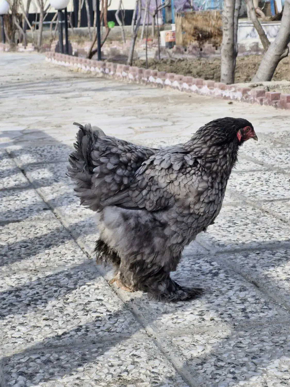 مرغ کوچین|حیوانات مزرعه|باغستان, |دیوار