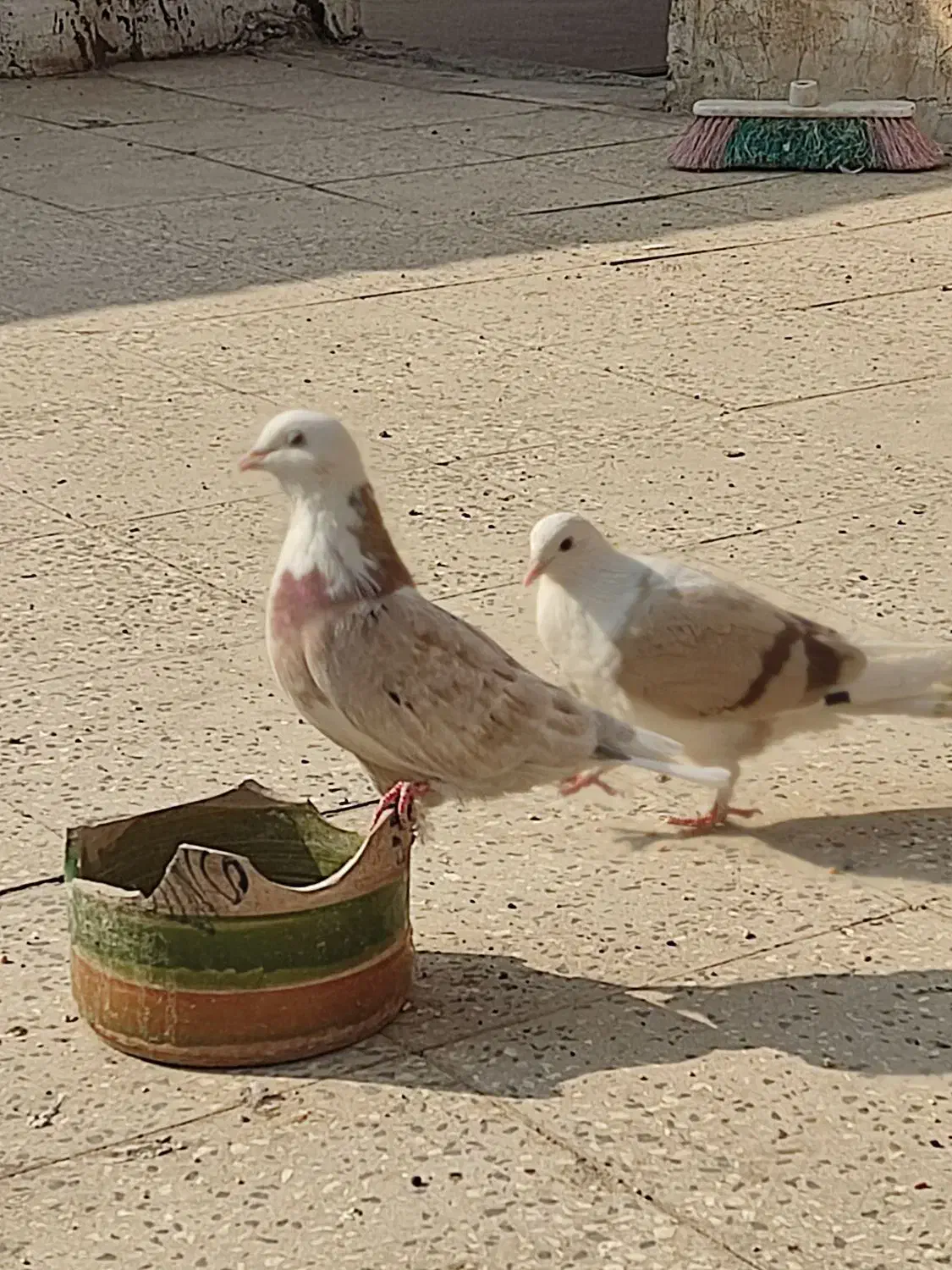 کفتر هما|پرنده|پاکدشت, پاکدشت (مامازند)|دیوار