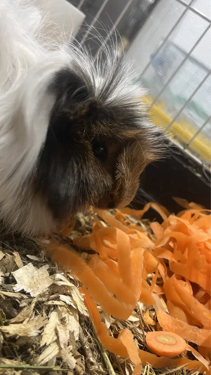 خوکچه هندی نر بالغ|موش و خرگوش|محمدشهر, محمدشهر|دیوار