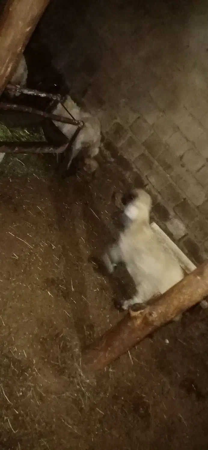 سه عدد بره ماده|حیوانات مزرعه|سیلوانه, |دیوار