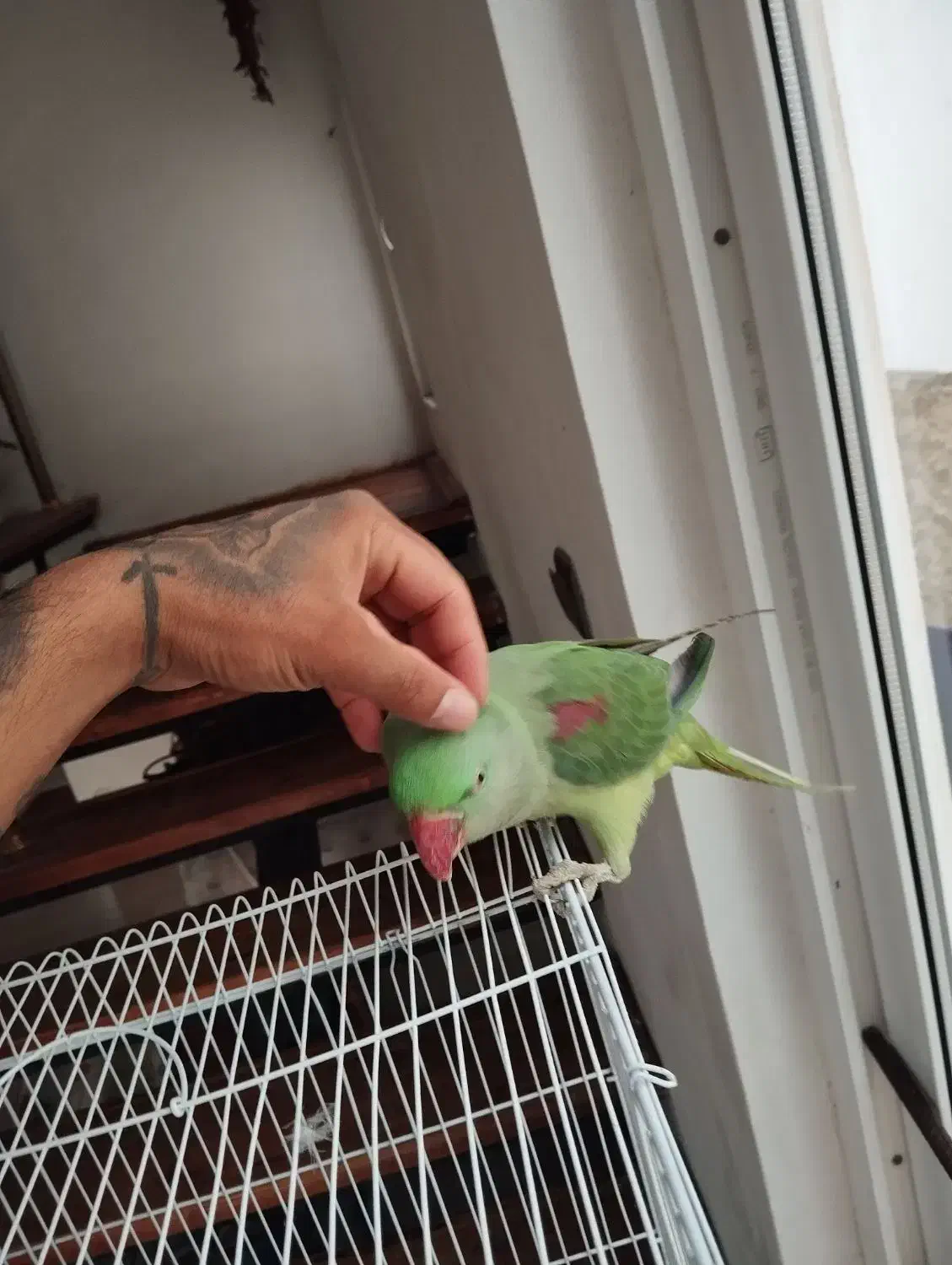 شاه طوطی نر رام و دستی|پرنده|چالوس, |دیوار