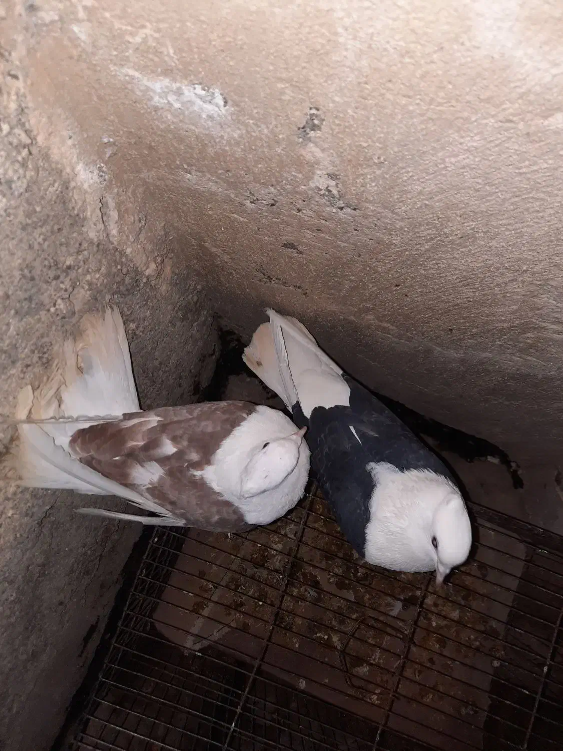 جفت پشت نرو ماده|پرنده|شیروان (خراسان), |دیوار