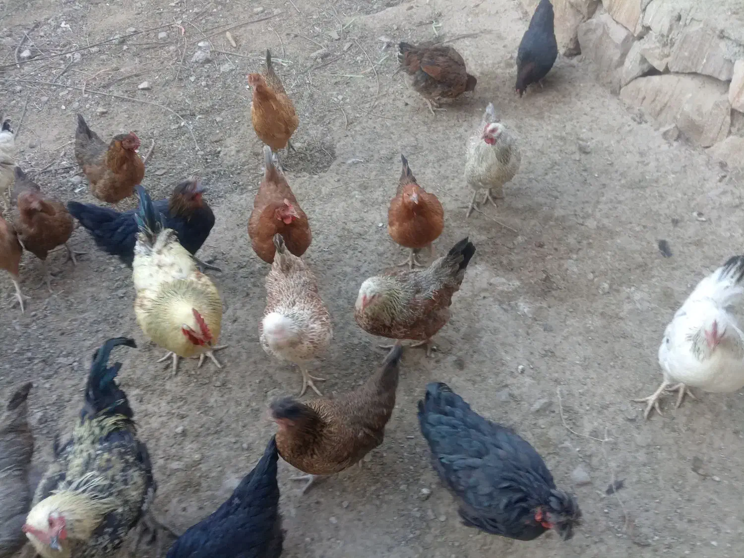 مرغ تخمی|حیوانات مزرعه|رادکان, |دیوار