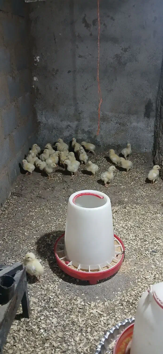 جوجه ماشینی|حیوانات مزرعه|رامیان, |دیوار