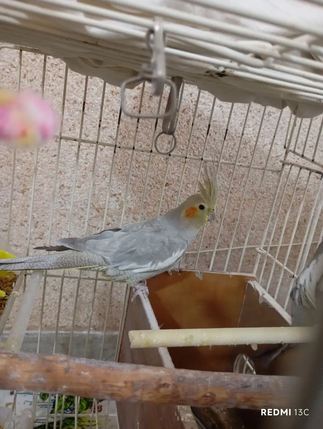 عروس هلندی|پرنده|دماوند, دماوند|دیوار