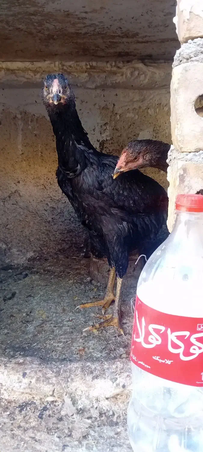 جوجه لاری|حیوانات مزرعه|تربت جام, معدآباد|دیوار