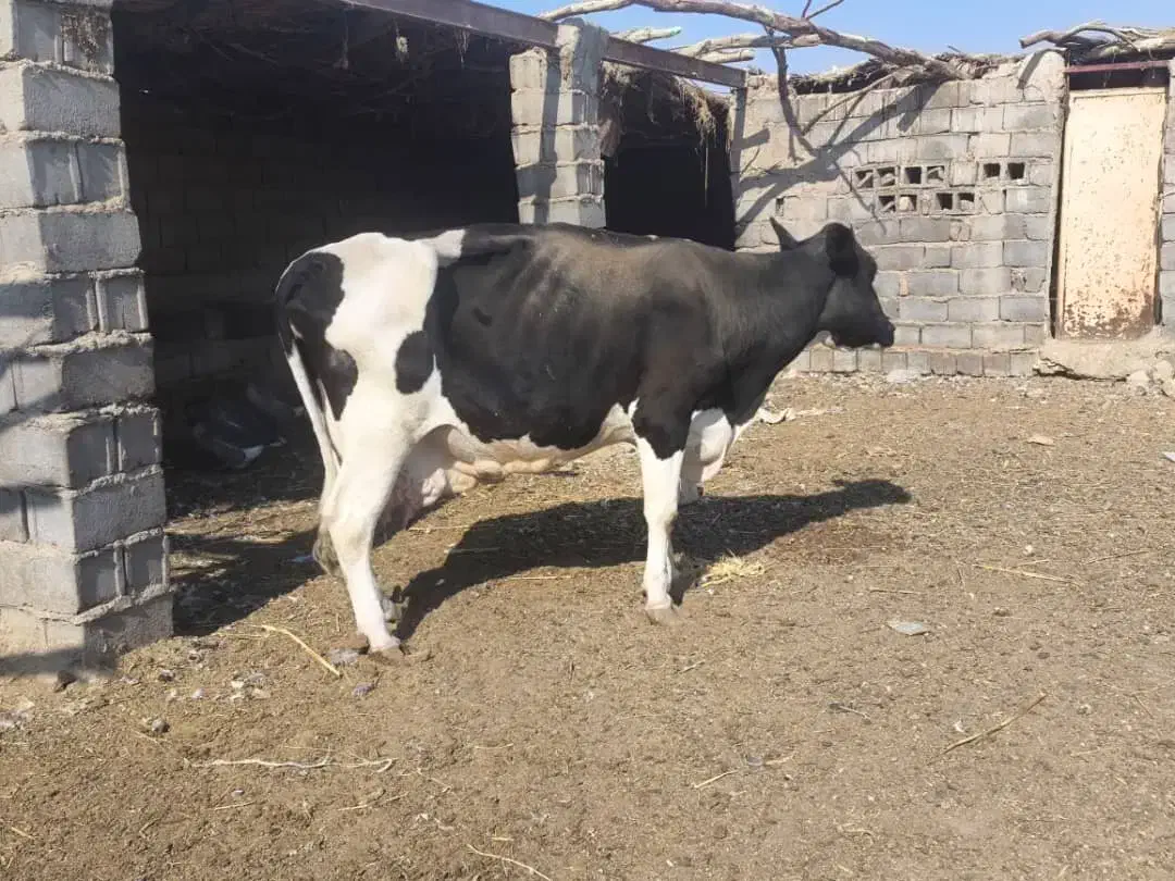 گاو شیری|حیوانات مزرعه|هامون, |دیوار