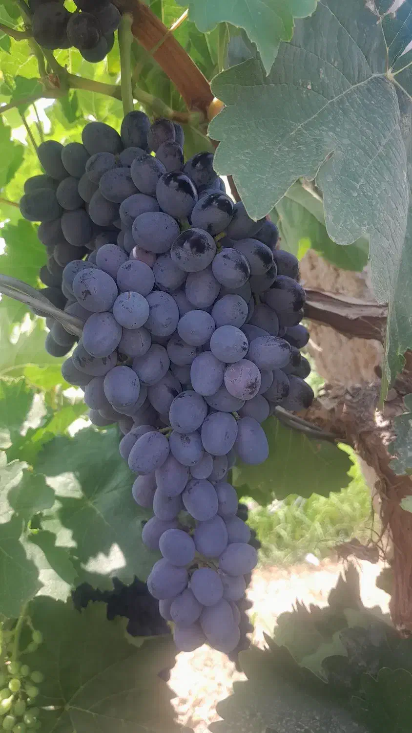 نهال انگور سیاه ریشه‌دار ( گلدانی )|گل و گیاه طبیعی|لردگان, |دیوار