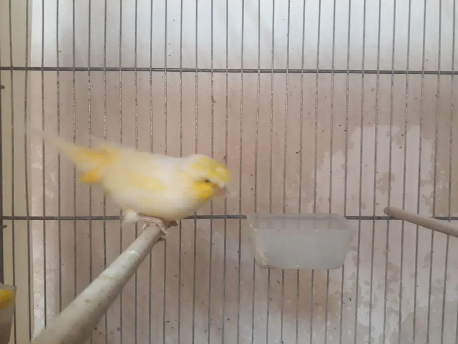 قناری|پرنده|قم, باسکول|دیوار