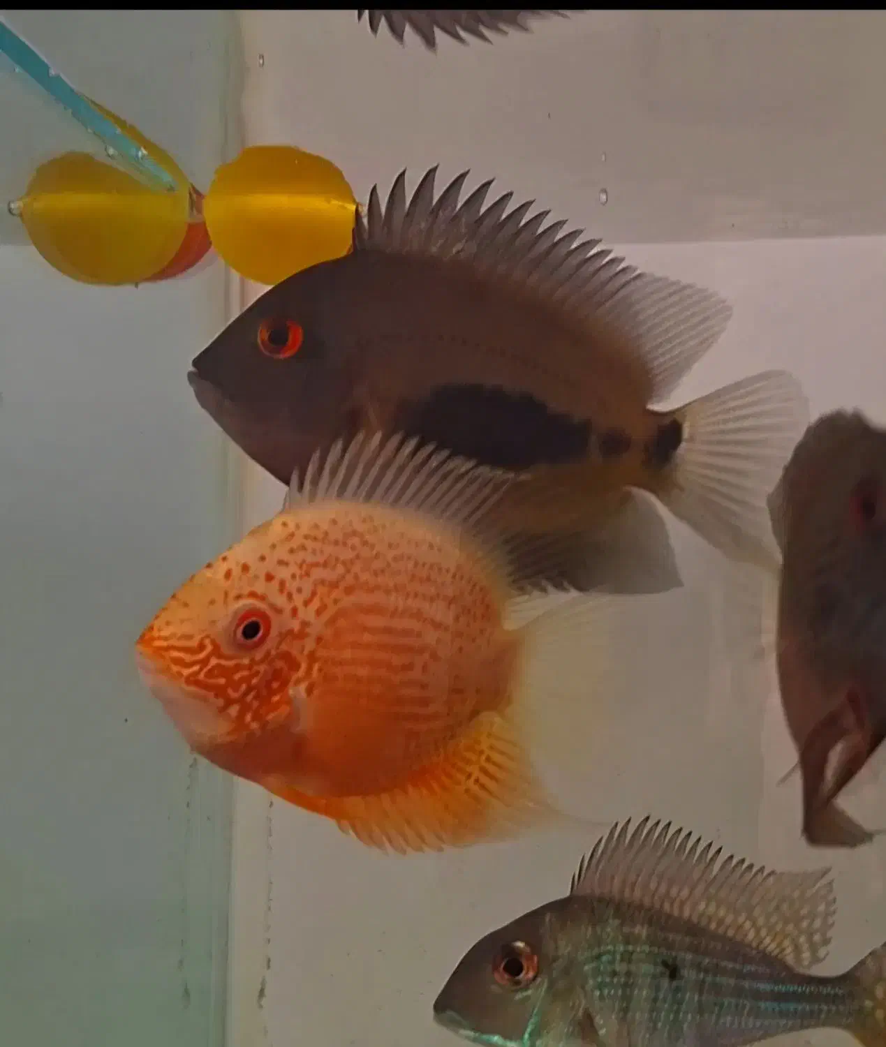 فروش انواع ماهی زینتی خاص|ماهی|ساری, |دیوار