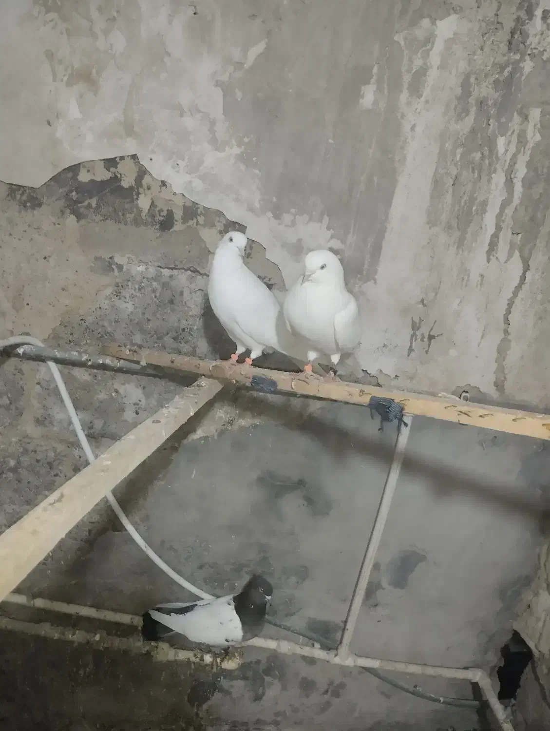 یک جفت کبوتر سفید|پرنده|نقده, |دیوار