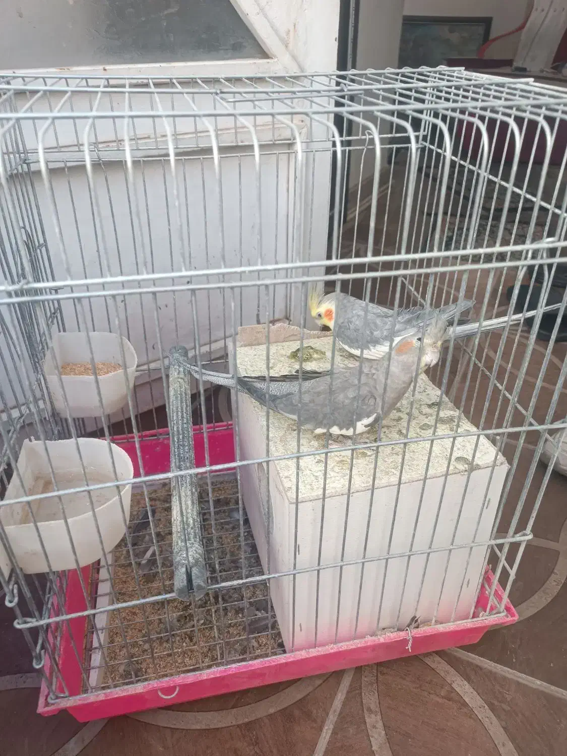 عروس سینامون مولد.|پرنده|کرمان, |دیوار