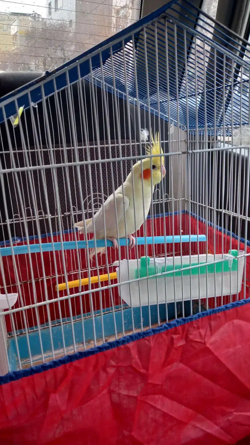 عروس هلندی|پرنده|بهار, |دیوار