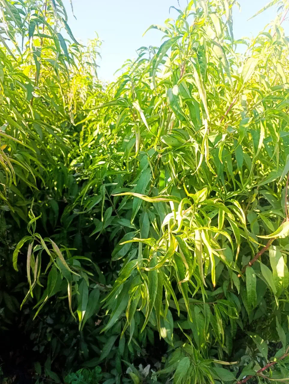 فروش نهـالــهای پـربار|خدمات باغبانی و درختکاری|سنندج, |دیوار