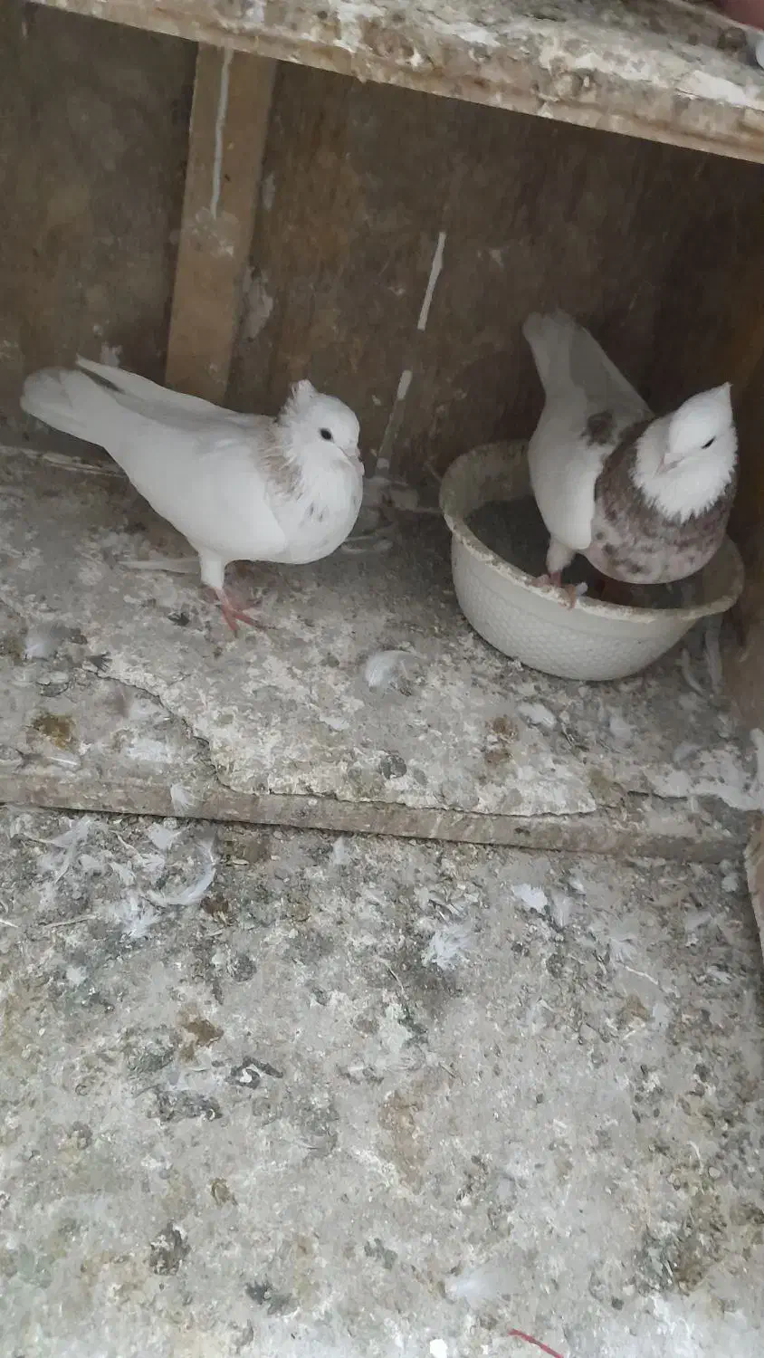 طوقی|پرنده|گرگان, |دیوار