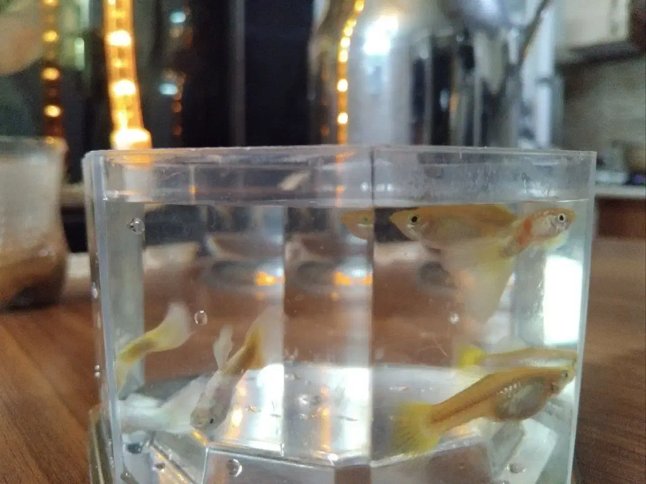 گوپی و پرت|ماهی|مشهد, نیروی هوایی|دیوار